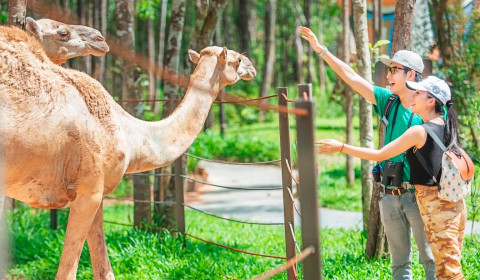 Safari Phú Quốc -  Một trong những vườn thú với nhiều động vật hoang dã quý hiếm đang được chăm sóc và bảo tồn